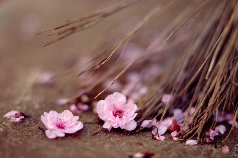 Розовые цветы