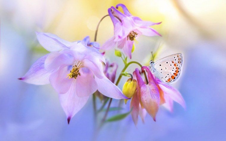 Цветок. Нежность