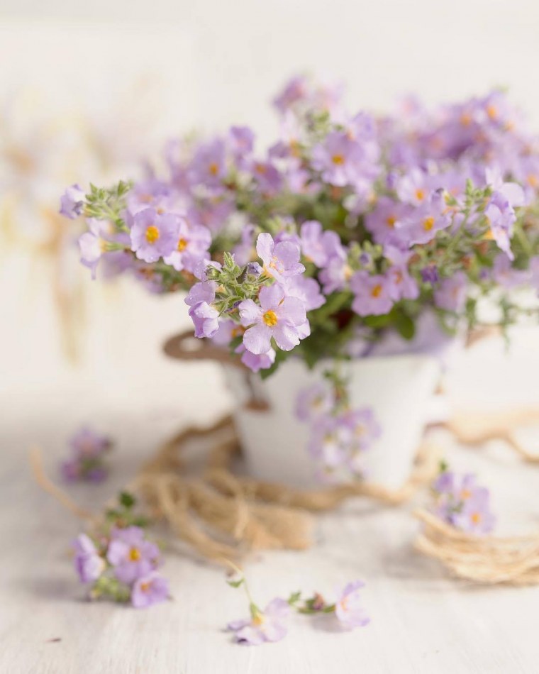 Цветок. Нежность