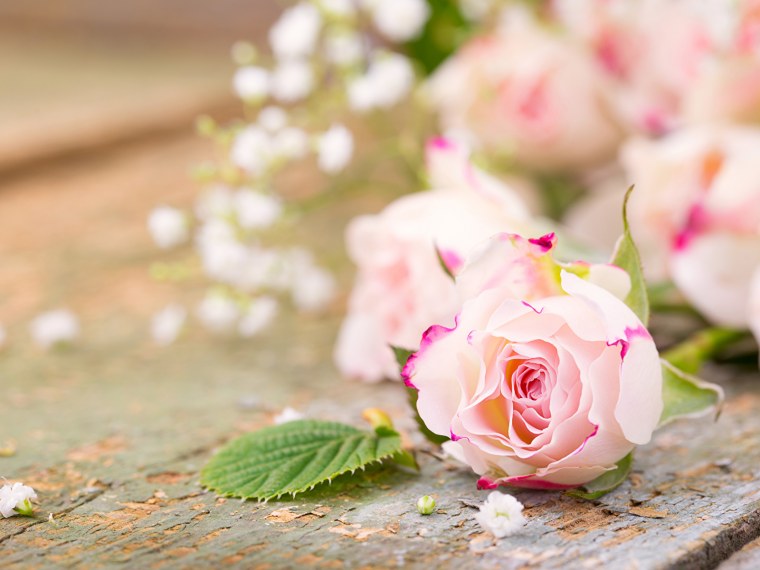 Розовые цветы