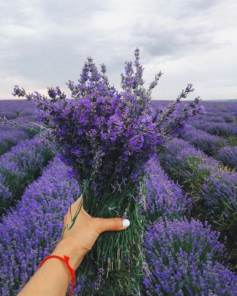 Лавандовое поле в Молдавии