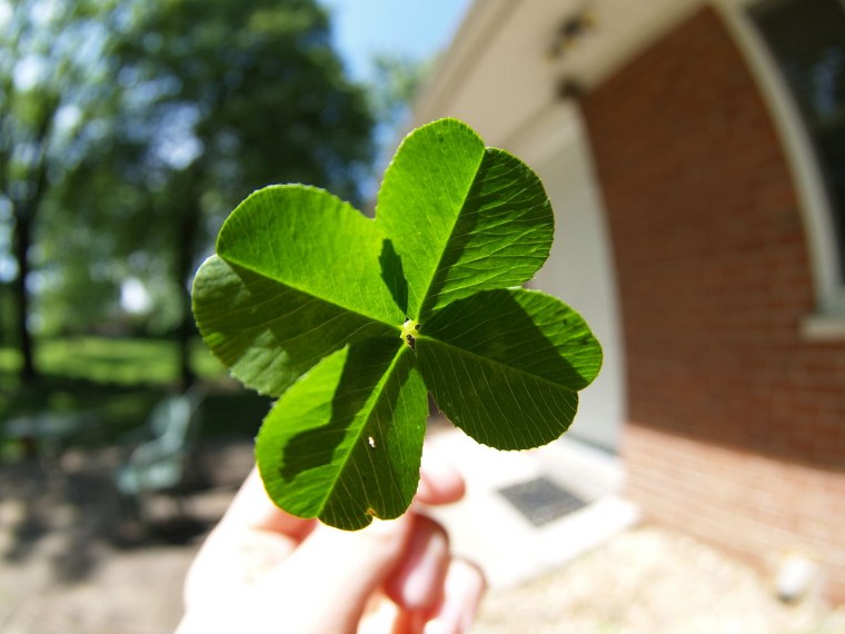 Клевер приносящий удачу