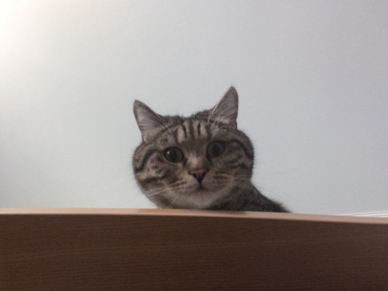 Мемы с котами Приветствие