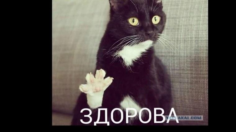 Ну привет кот