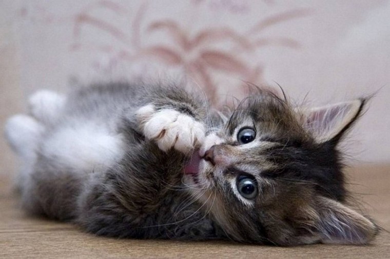 Спокойной ночи любимый мой