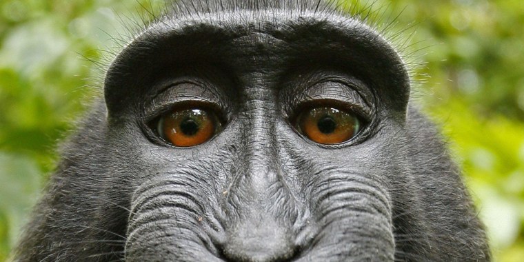 Чичичи чичичи обезьяна кирпичи