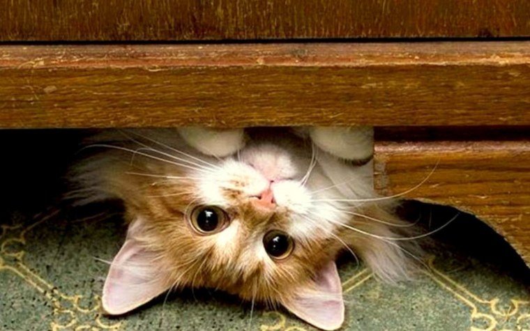 Котенок выглядывает