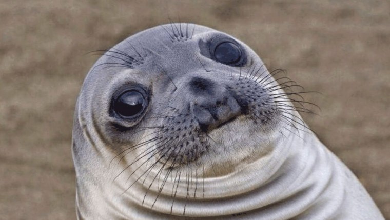 Тюлень Мем