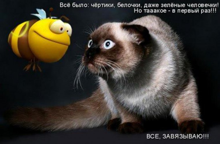 Кот и пчела прикол