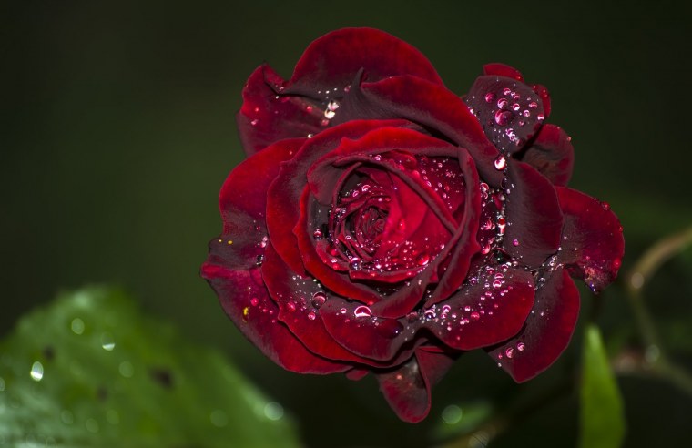 Цветы в росе