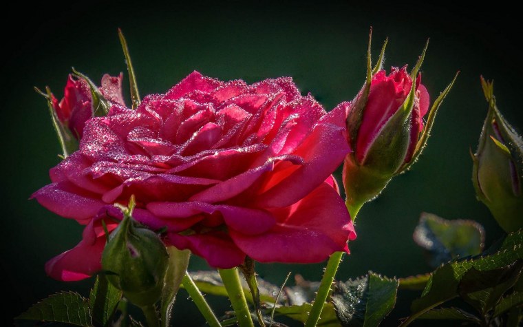 Роза Макросъемка