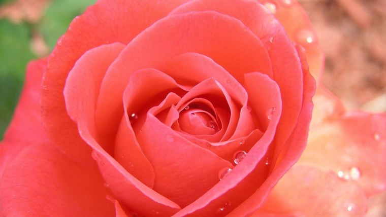 Цветы кораллового цвета