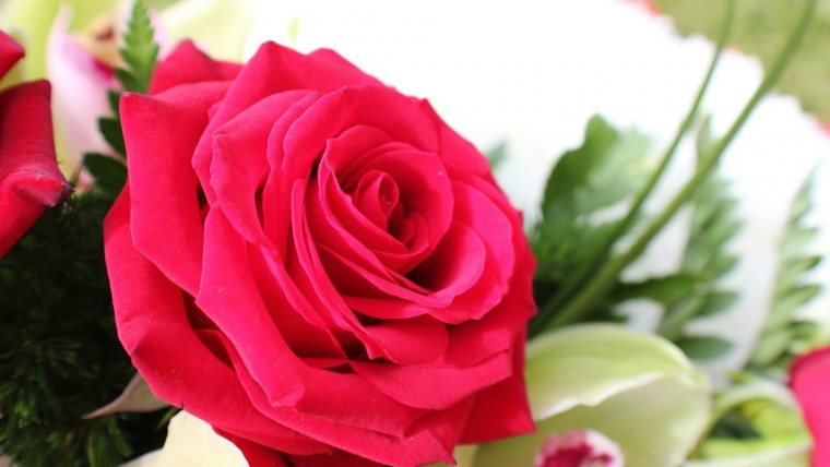 Красивые цветы на рабочий стол розы