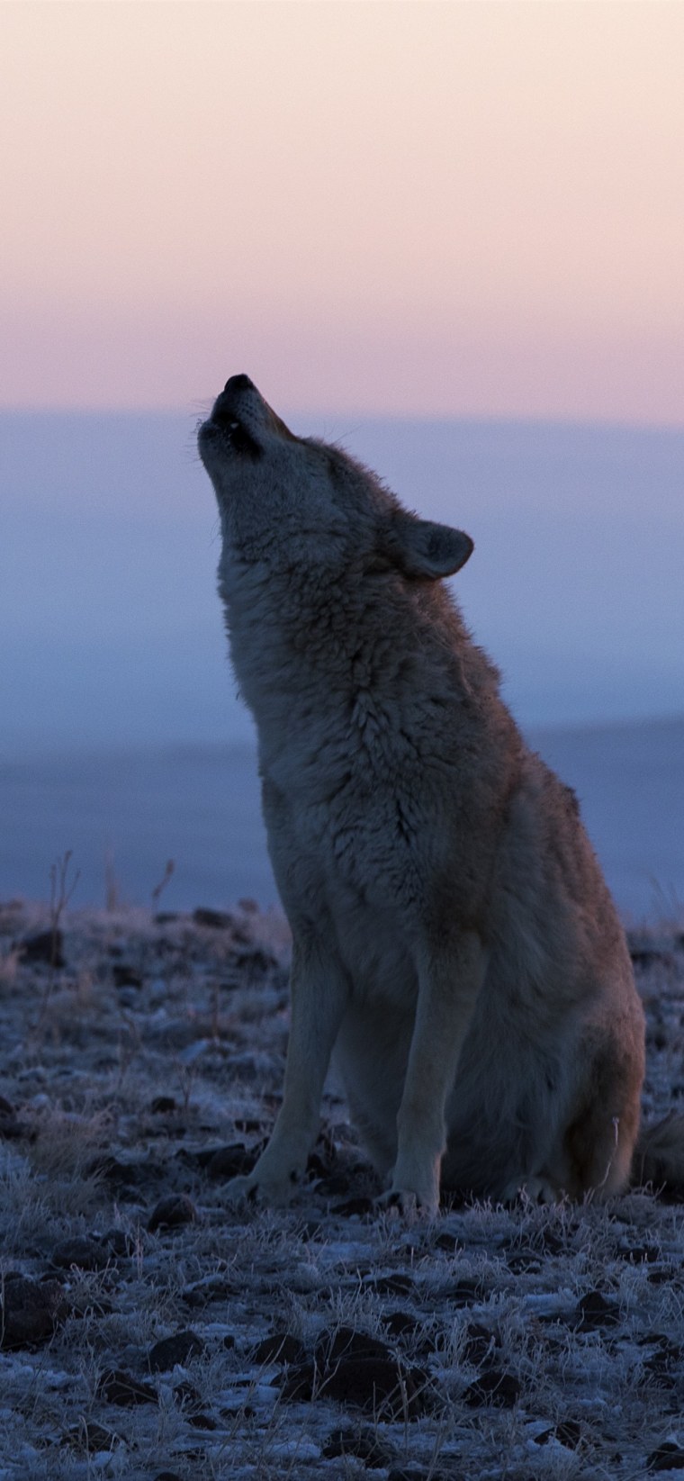 Бегущая стая Волков в ночи