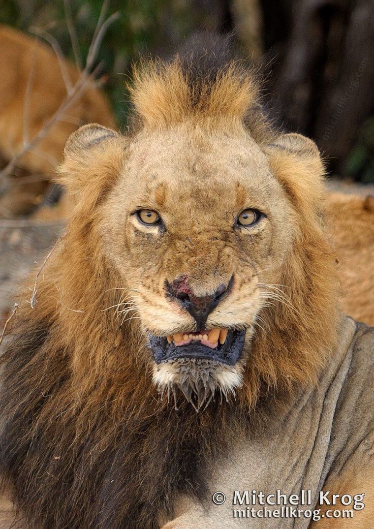 Конголезский Лев