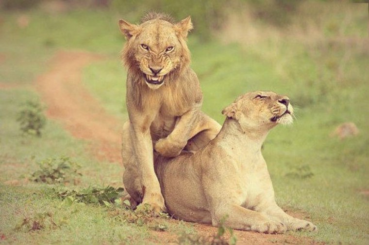 Величественный Лев