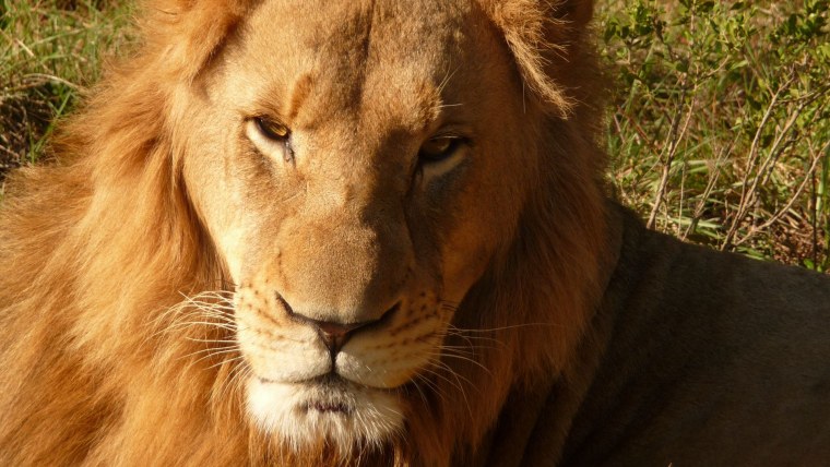 Бритая собака