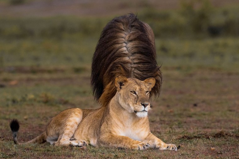 Северный Лев