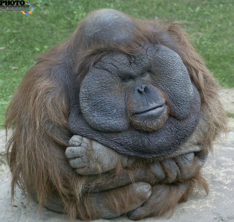 Прайд Мапого