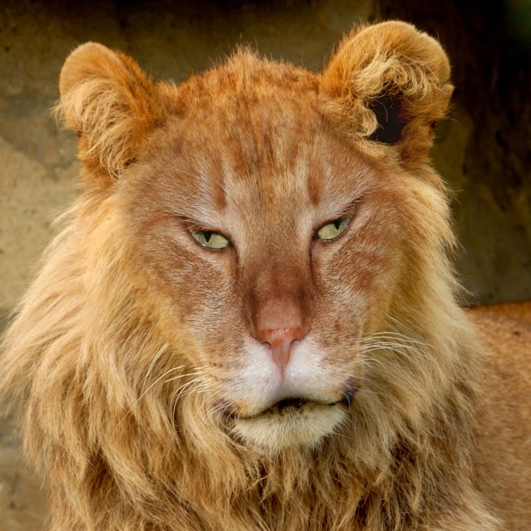 Последний Берберийский Лев