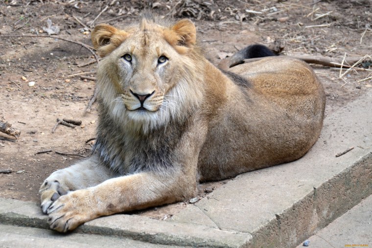 Уродливый Лев