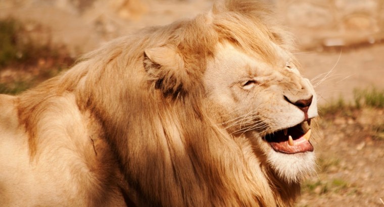 Лев и цветы