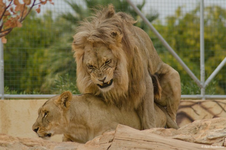 Лев с прической