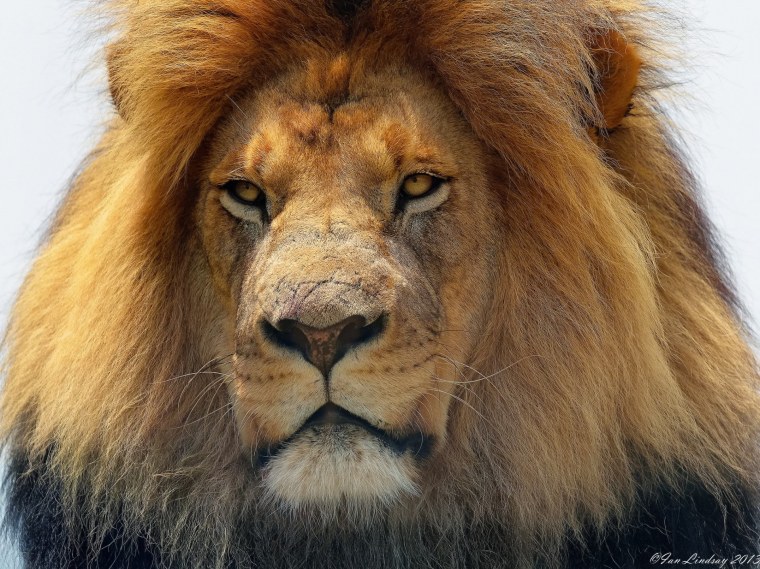 Чучело Льва шведского короля