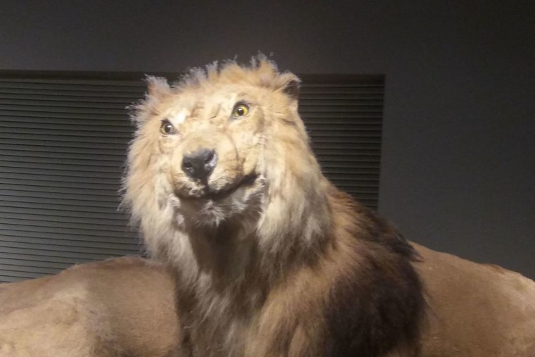 Шевелюра Льва