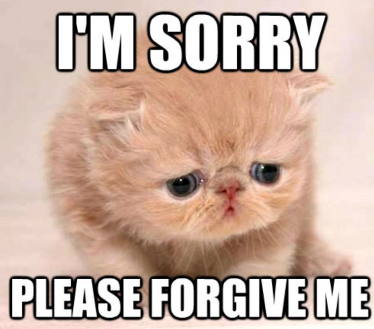 Кот im sorry