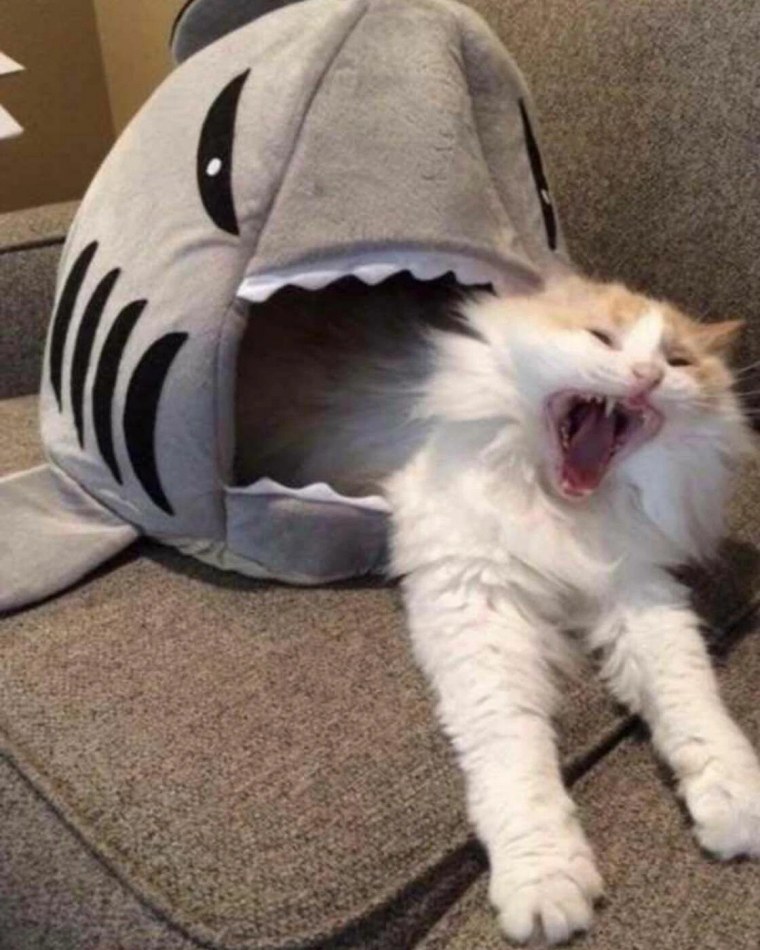 Угарные коты