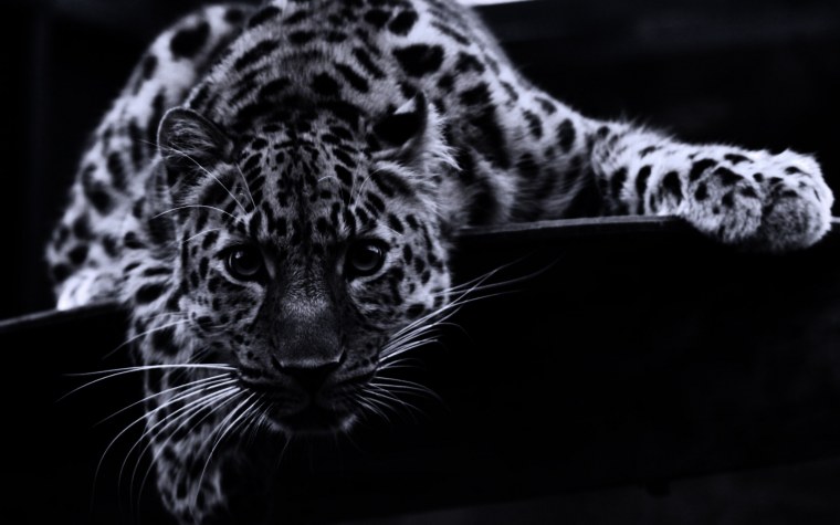 Надписи на черном фоне