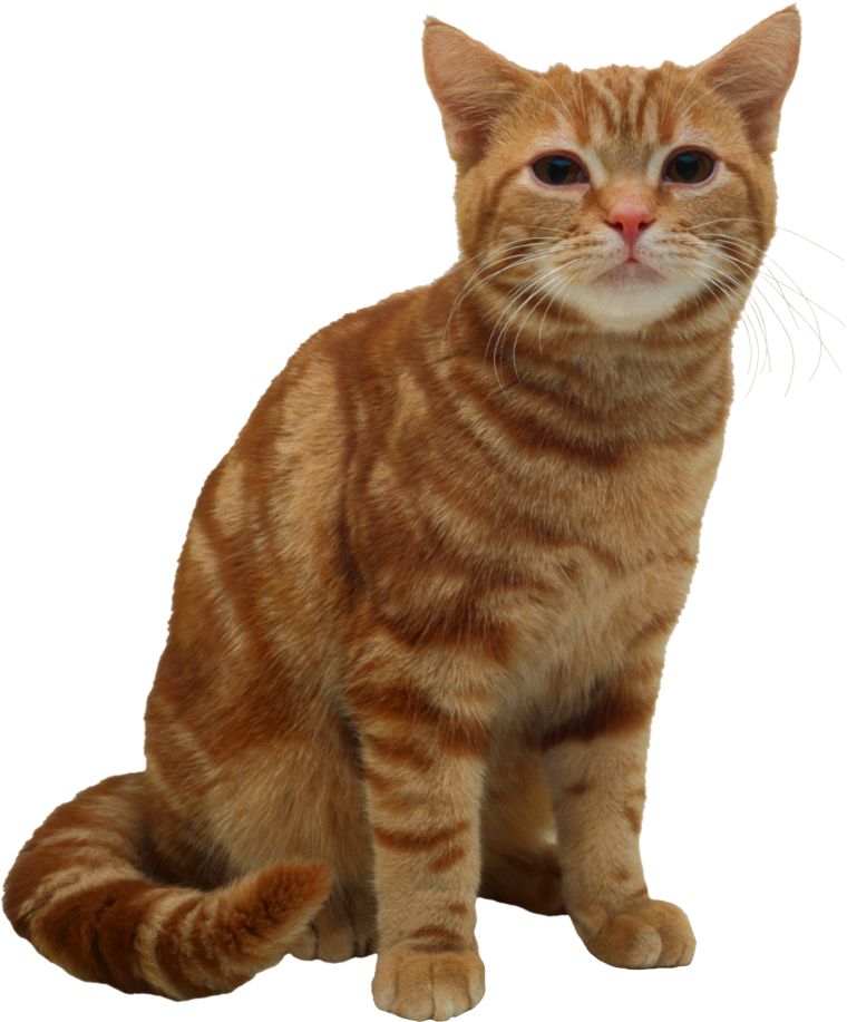 Кошка без фона
