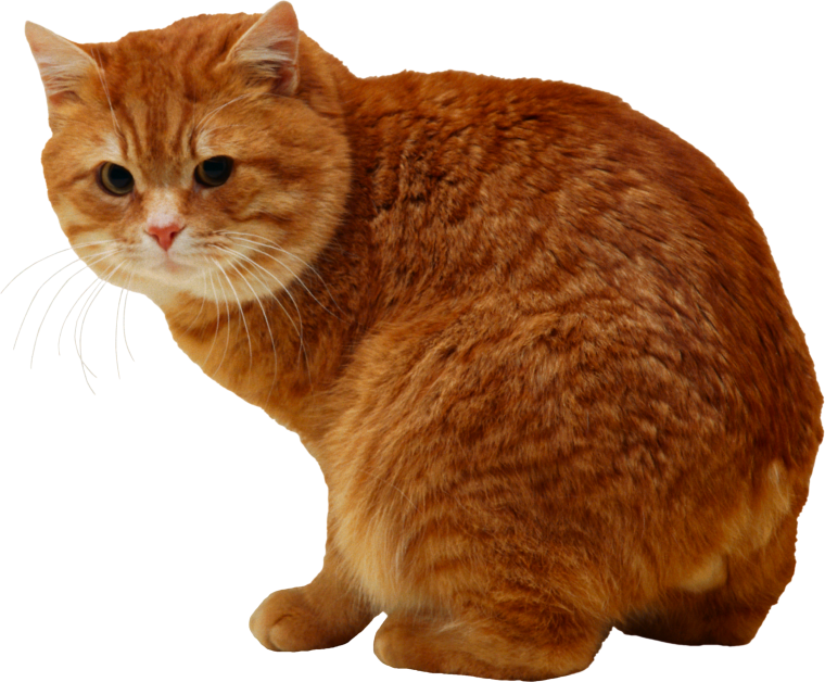 Рыжий кот на белом фоне