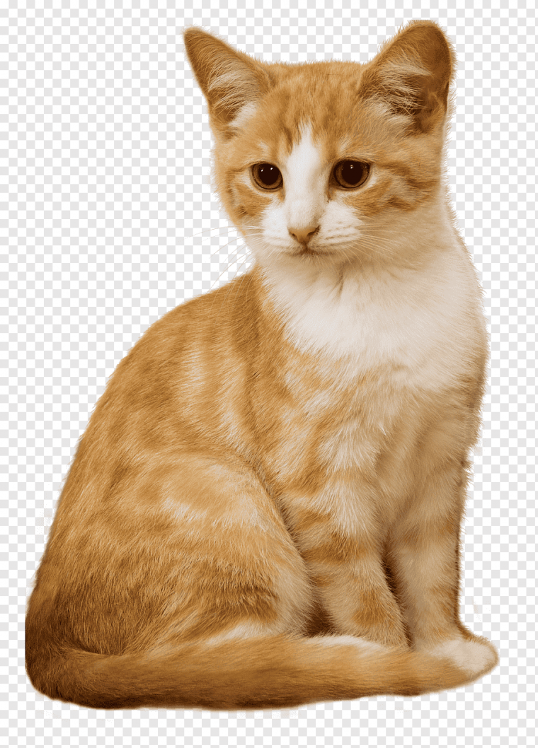 Кошка на белом фоне