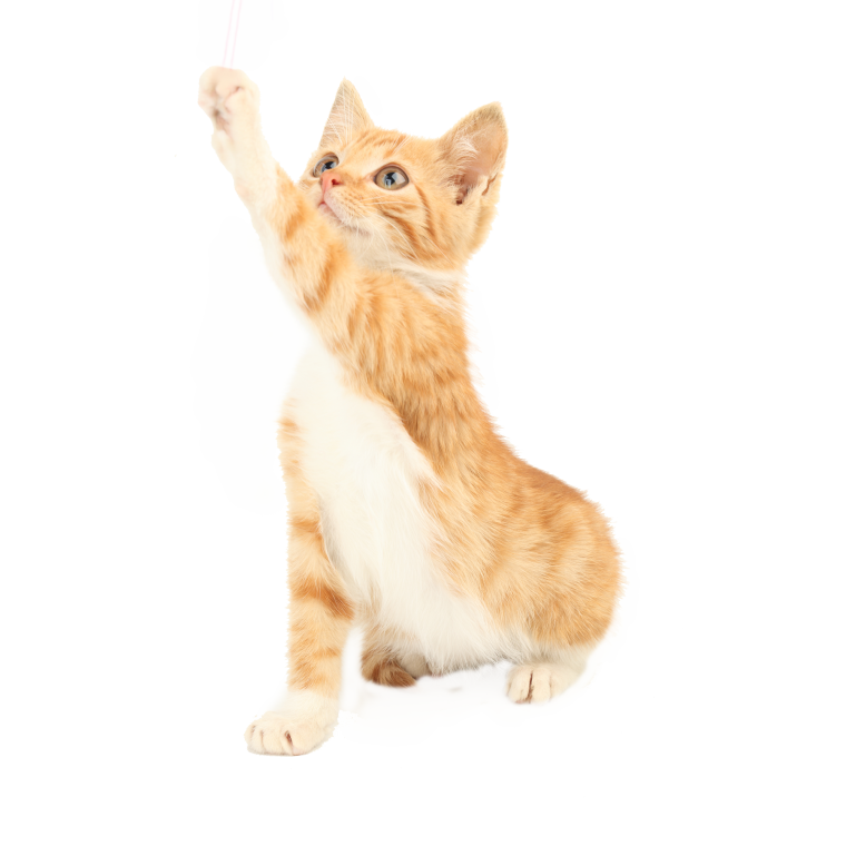 Кошка на прозрачном фоне