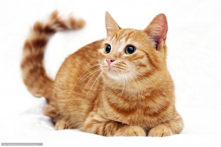 Кошка на белом фоне