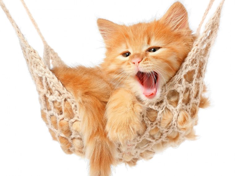 Гамак для кота