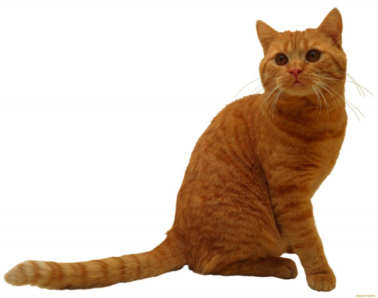 Кошка на прозрачном фоне