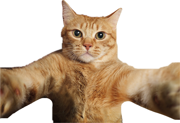 Смешные котики на белом фоне