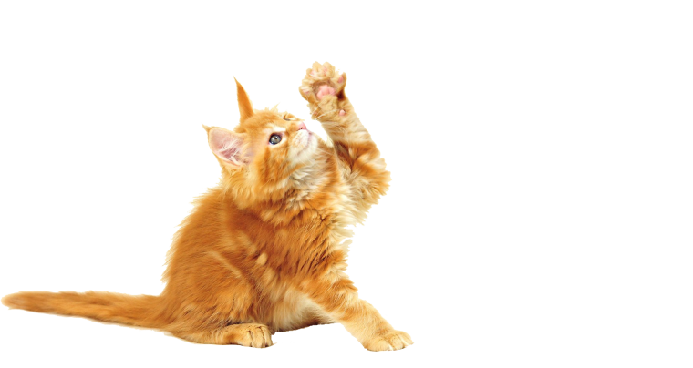 Кошка на прозрачном фоне