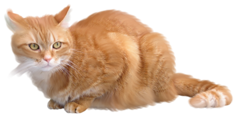 Рыжий кот на белом фоне
