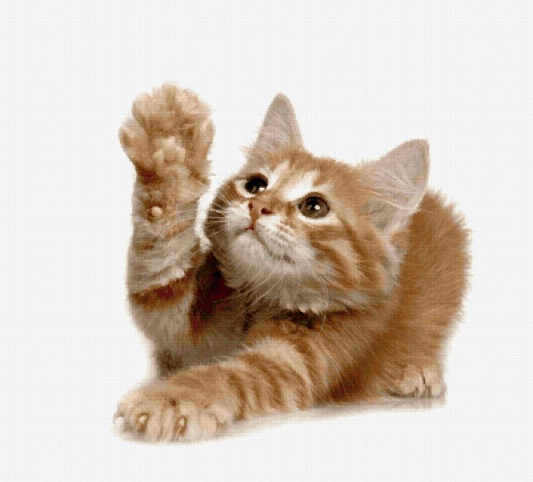 Рыжий котёнок