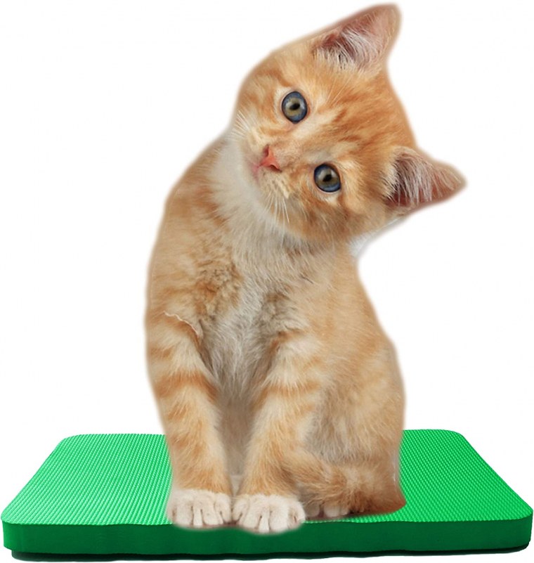 Котенок на прозрачном фоне