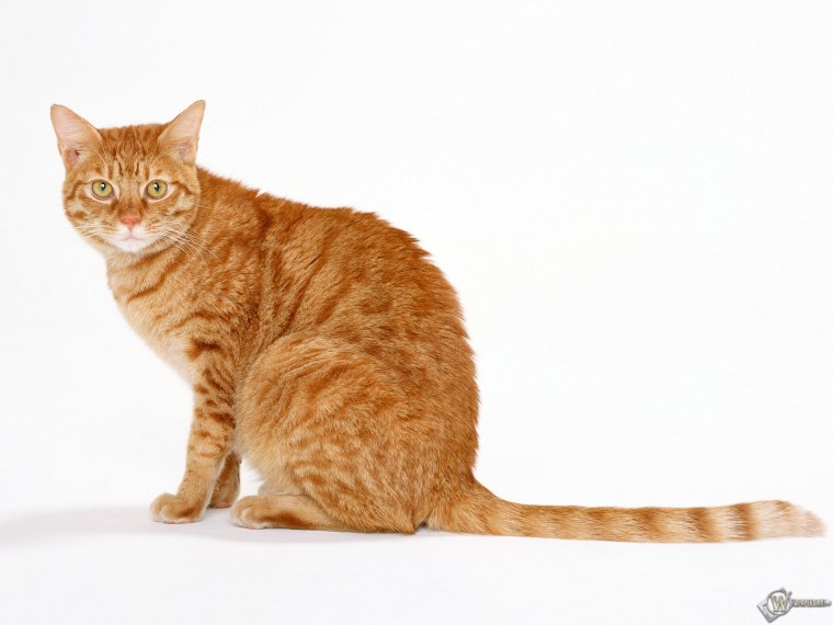 Рыжий кот сбоку