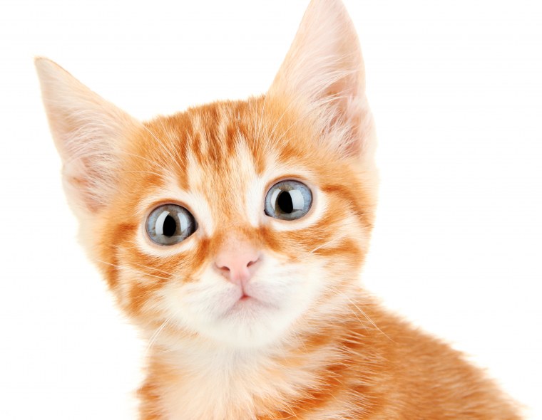 Рыжий котёнок
