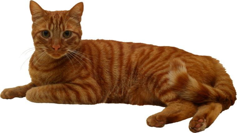 Рыжий кот на белом фоне