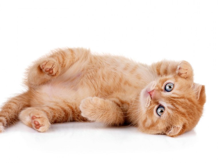 Котенок лежит