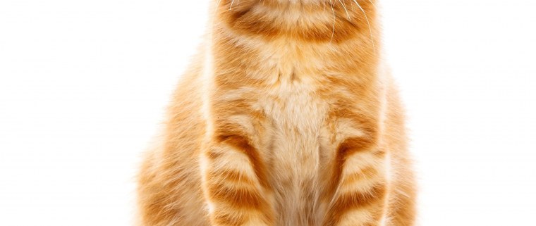 Рыжая кошка на белом фоне