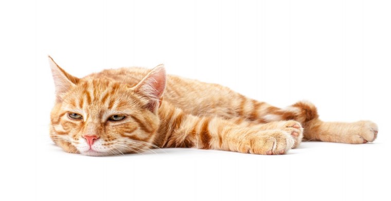 Кот на белом фоне